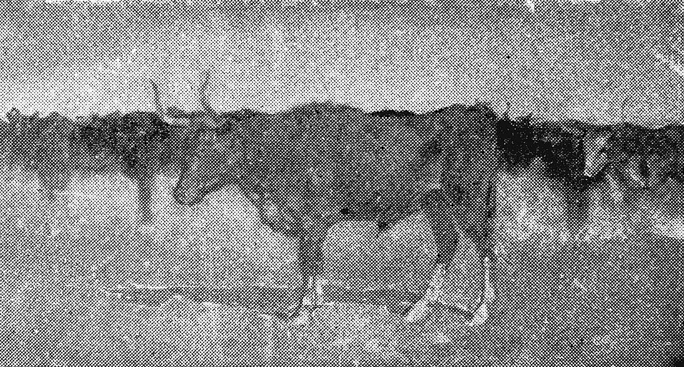 The Herd