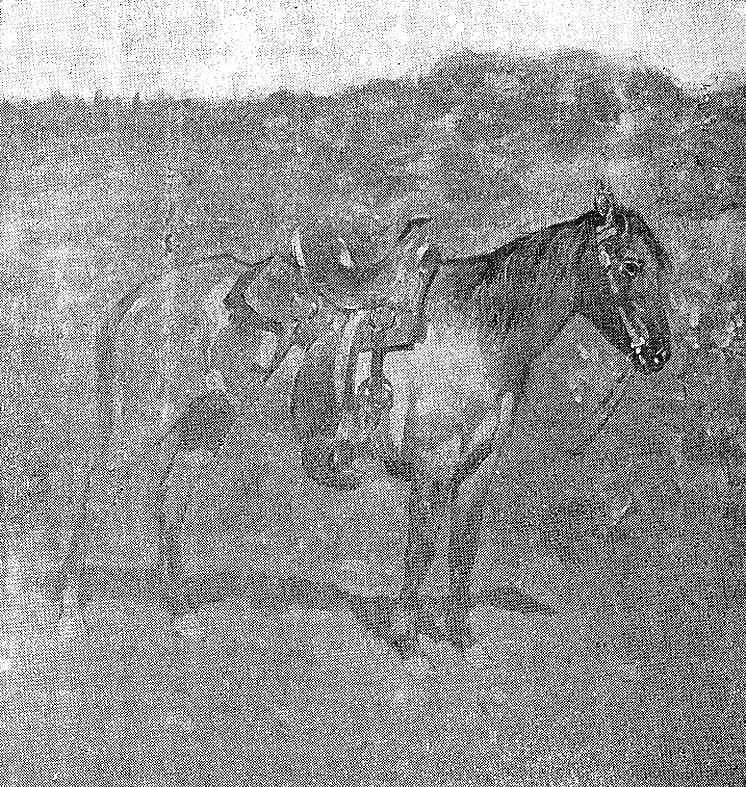 Study of a Cow Pony