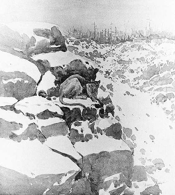 A Mountain Lion Hunting