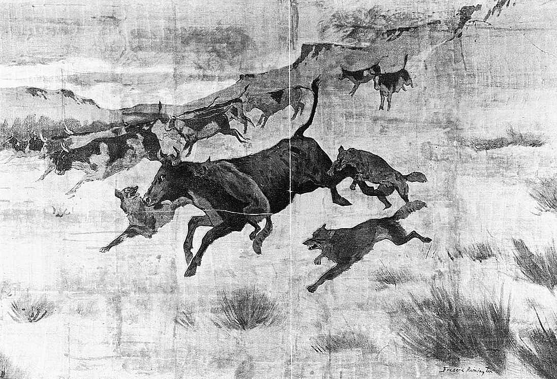 The Curse of the Wolves in the Northwest