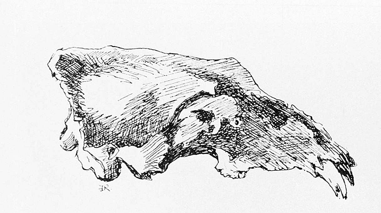 The Skull of a Grizzly Bear
