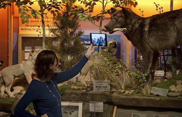 An educator holds up a tablet as she presents a Virtual Field Trip with wolf specimens in the background.