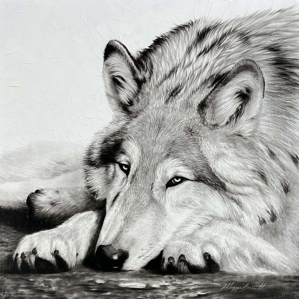 Wolf artwork in charcoal, by Maggie Bassett.