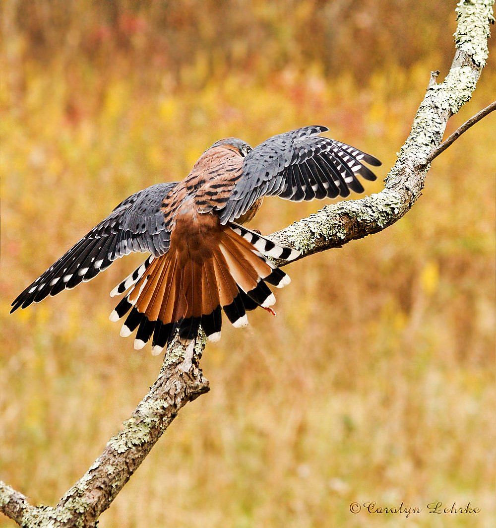 A photo showing a male landing on a branch, wings outspread.  Shows the blue color and mostly solid colored tail. 