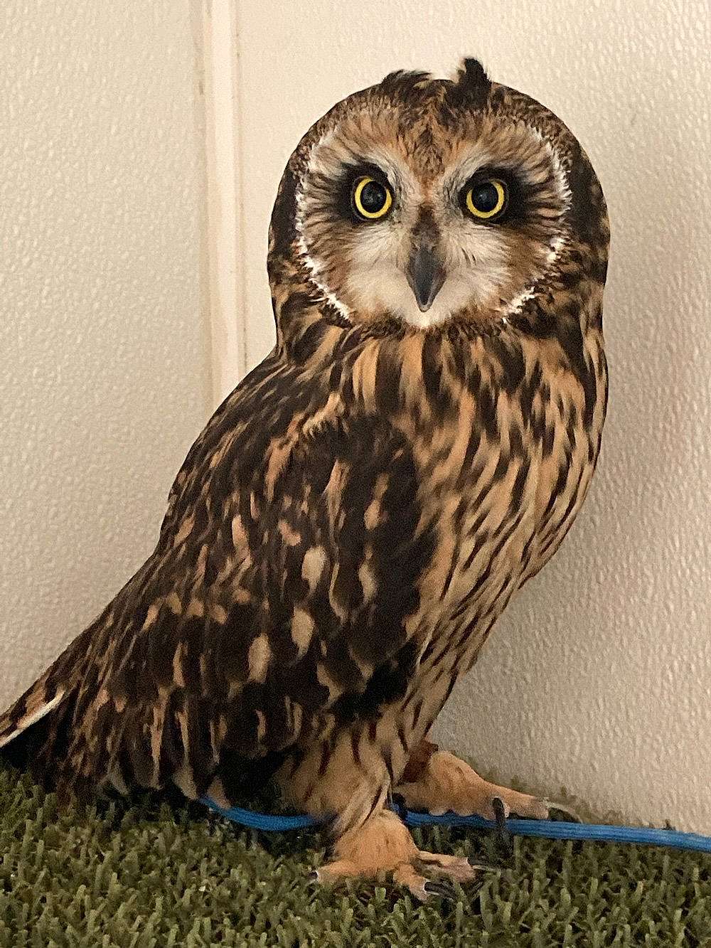 Photo of an education Short-eared Owl to show what they look like.