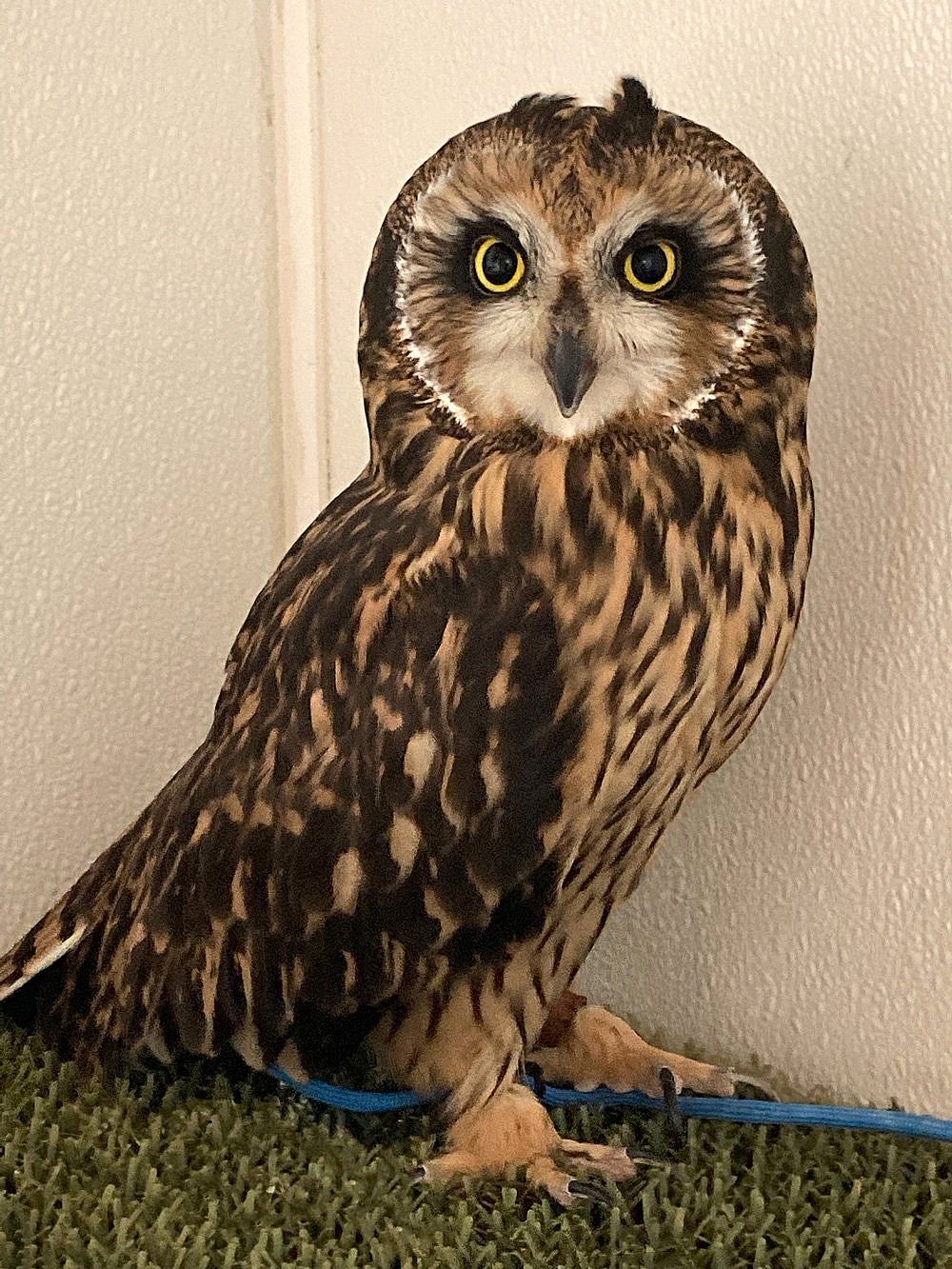 Photo of an education Short-eared Owl to show what they look like.
