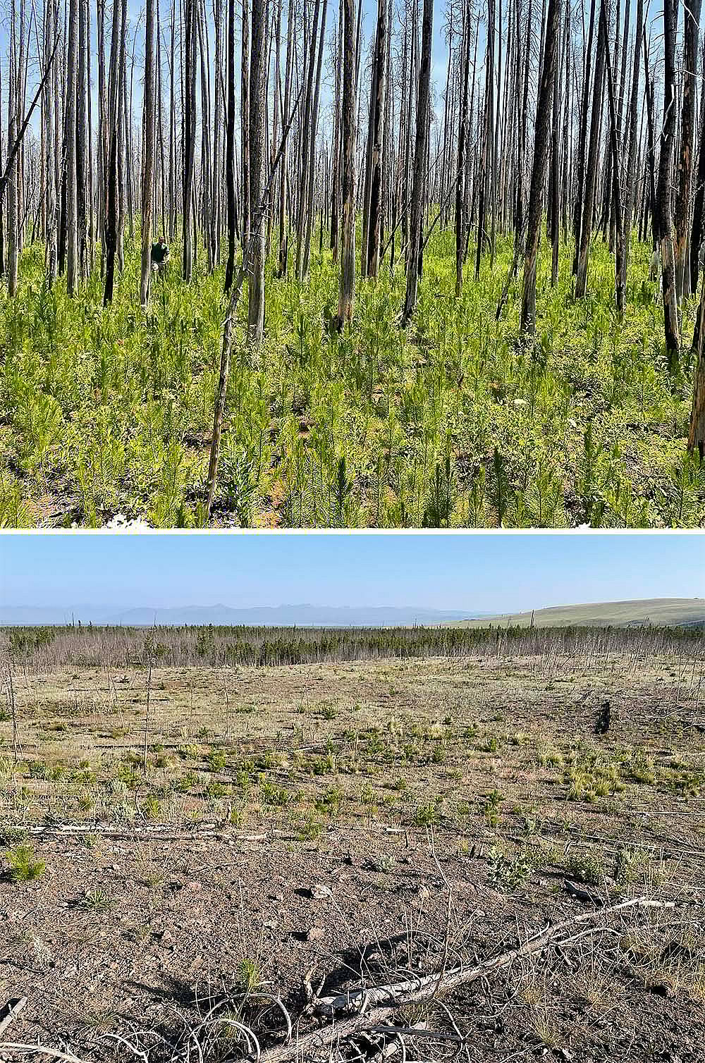 Fire is a natural process in Yellowstone. Lodgepole pine regeneration is dense where fires in 2016 burned old (>125 years) forests, just as they did after the 1988 fires and as they have for thousands of years. However, trees did not regenerate well where fires in 2016 burned young forests (<30 years) that had not recovered from prior fires. Forest of Yellowstone are changing as climate warms and fire activity increases. Photos by Monica Turner in July 2021.