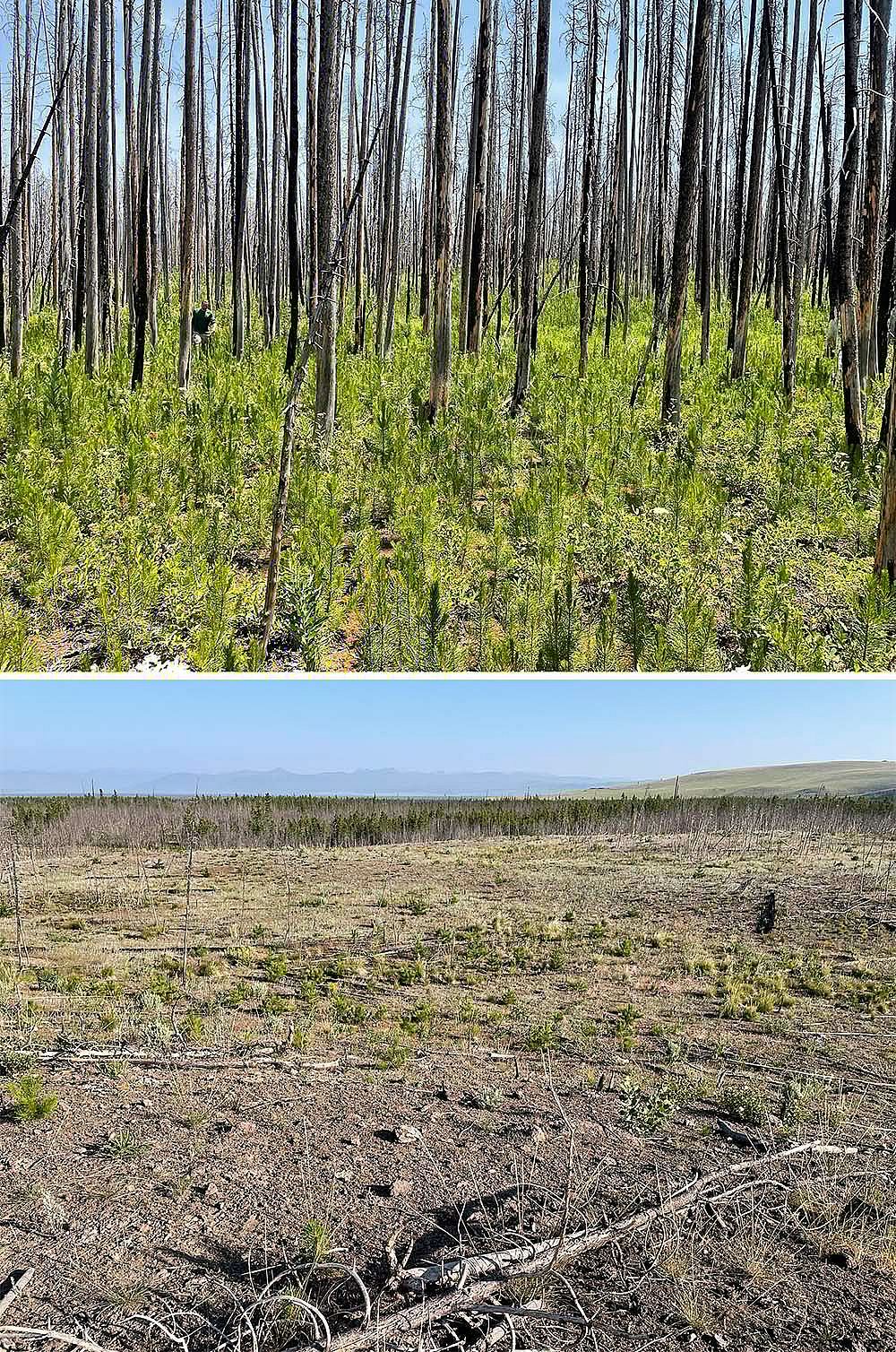 Fire is a natural process in Yellowstone. Lodgepole pine regeneration is dense where fires in 2016 burned old (>125 years) forests, just as they did after the 1988 fires and as they have for thousands of years. However, trees did not regenerate well where fires in 2016 burned young forests (<30 years) that had not recovered from prior fires. Forest of Yellowstone are changing as climate warms and fire activity increases. Photos by Monica Turner in July 2021.
