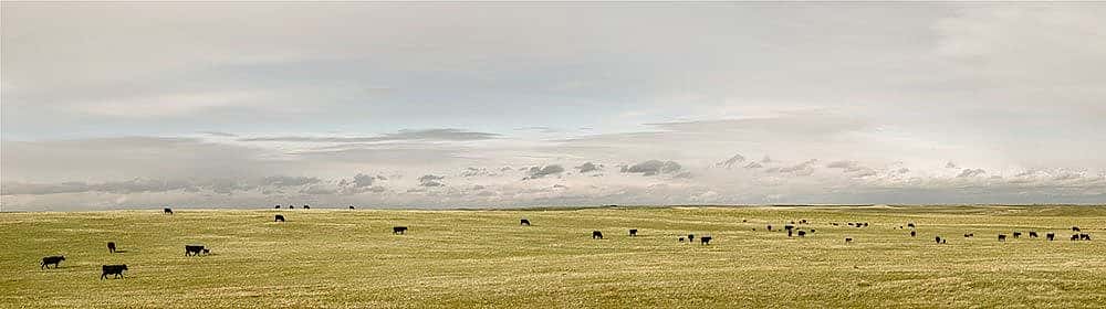 Cows in Laramie County, May 20, 2013. William Sutton photo.