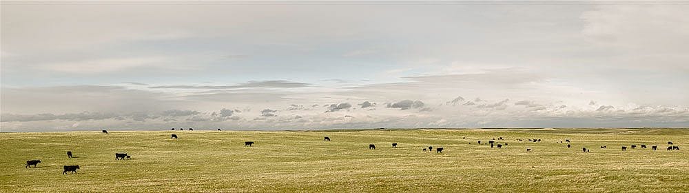 Cows in Laramie County, May 20, 2013. William Sutton photo.