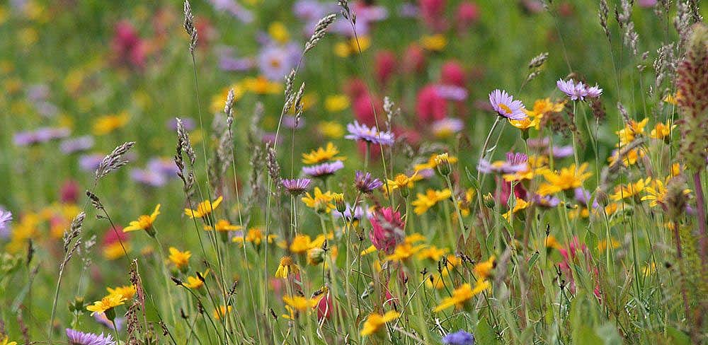Wildflower meadow.