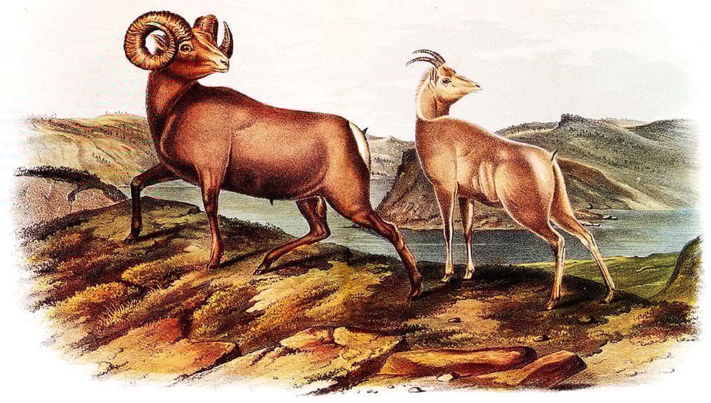 John Woodhouse Audubon. Drawn on stone by William E. Hitchcock. Lithographed, printed, and colored by J.T. Bowen. Rocky Mountain Sheep, Plate LXXIIL. Hand-colored lithograph. Gift of Deborah B. Chastain.