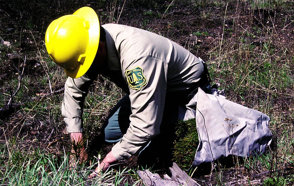 A U.S. Forest Service employee plants seedlings - one aspect of the complex relationships between humans and nature. U.S. Forest Service photo.