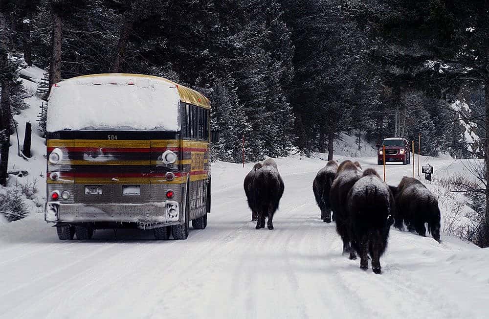 Winter in Yellowstone: ...a traffic jam?