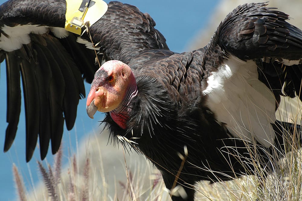Photo demonstrates what a California Condor looks like. 