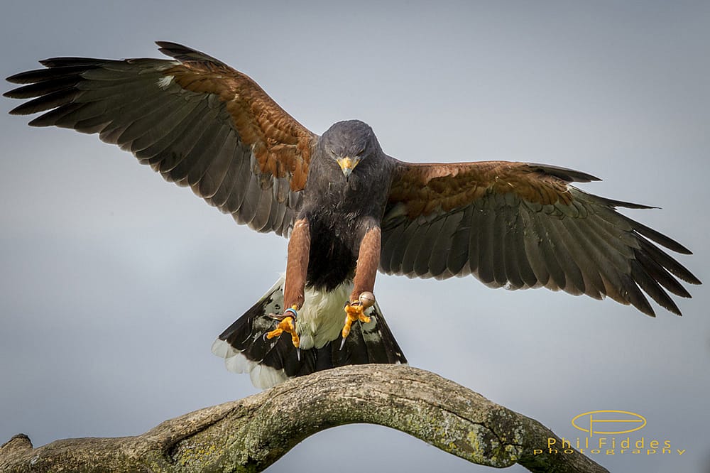 Harris Hawk, talons reaching forward to show what a Harris Hawk looks like.