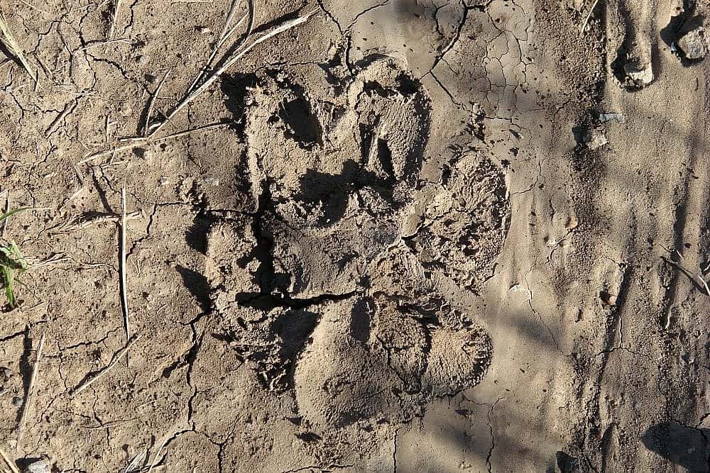 On her way to her observation post, one of our Golden Eagle Posse members ran across this cougar track. photo by A. Hay