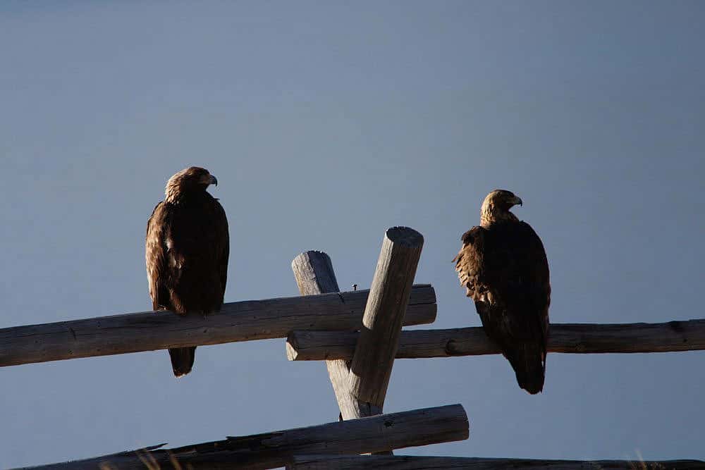 Golden eagle pair