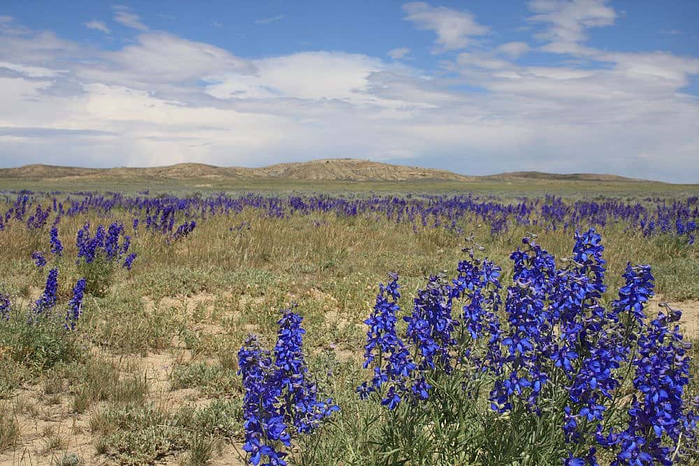 Bighorn Basin larkspur