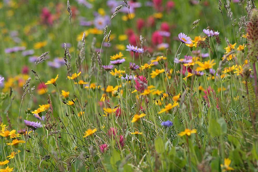 Wildflowers in meadow