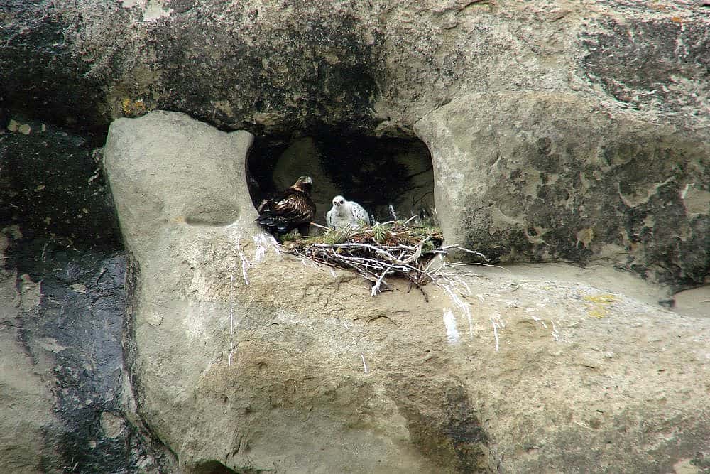 An adult Golden Eagle with one white chick tucked into a cliff nest near Cody, Wyoming. 