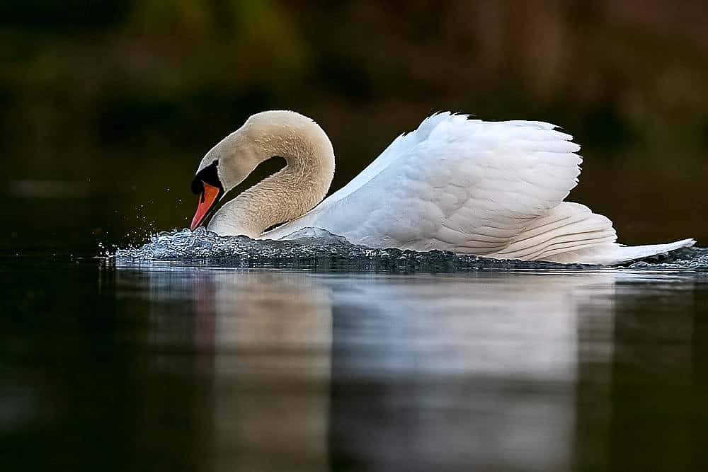 A photo of a Mute Swan to illustrate the swans in the 12 Days of Christmas.