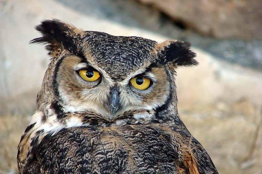 A photo of our Great Horned Owl, one of our birds tour8sts would most like to touch. 