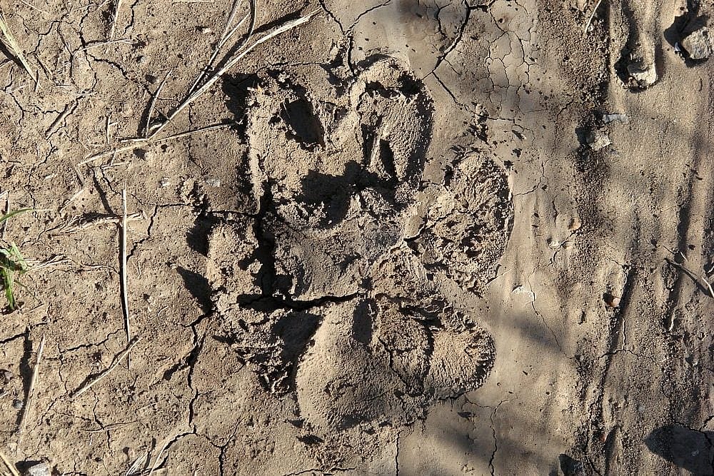 On her way to her observation post, one of our Golden Eagle Posse members ran across this cougar track. photo by A. Hay
