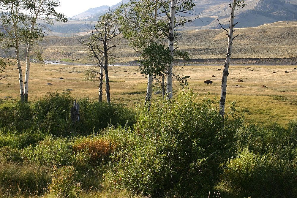 Increased tree and shrub growth in Yellowstone's Northern Range may reflect a trophic cascade started by wolf reintroduction.