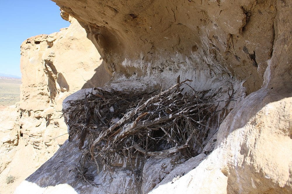 Golden eagle nest