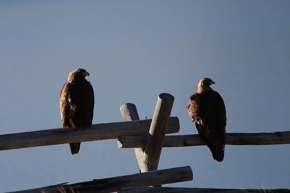 Golden eagle pair