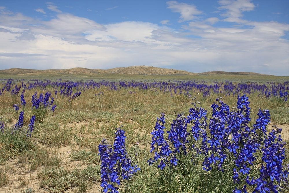 Bighorn Basin larkspur