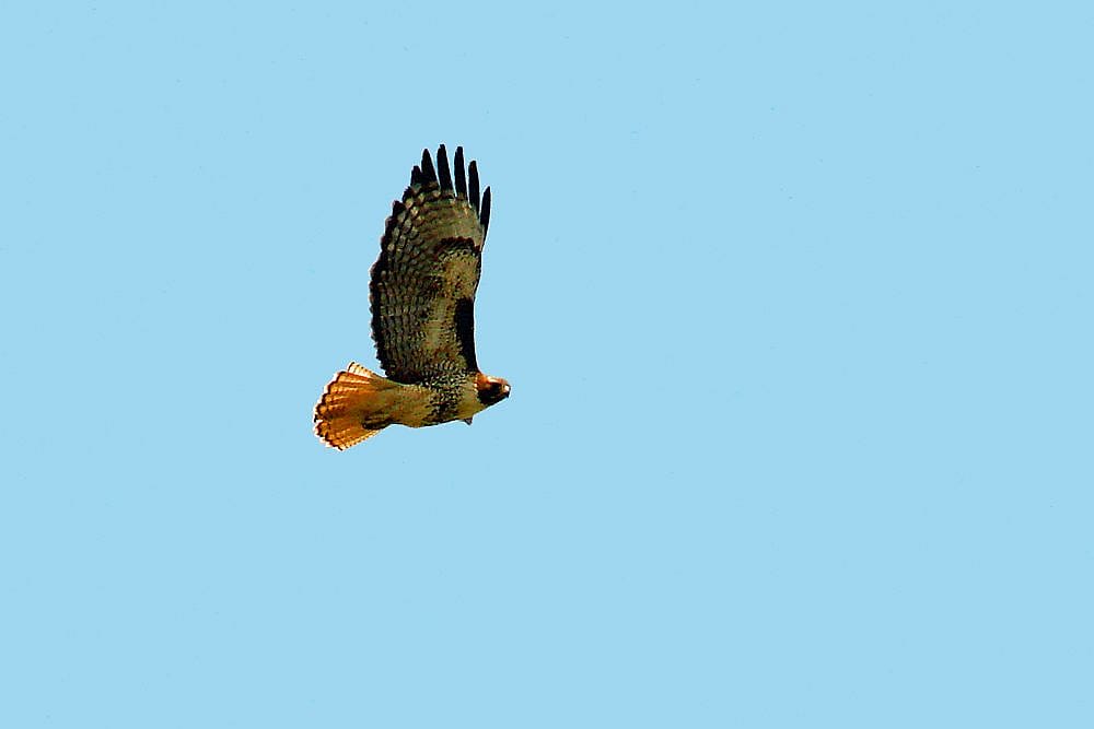 In this photo you can see both the beautiful red tail, and the comma dash pattern on the leading edge of the wings.