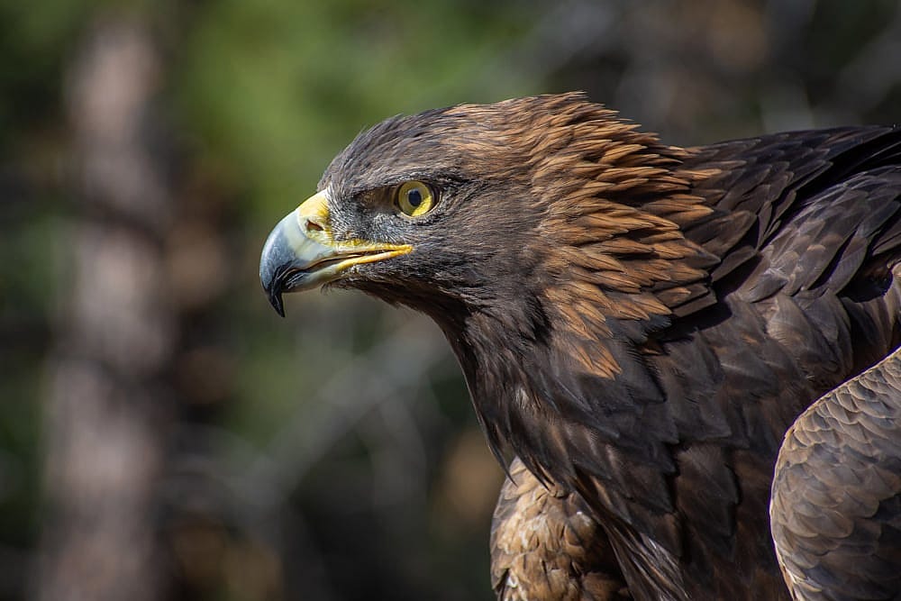 Illustrates the golden colors on the nape and head of adult Golden Eagles. 