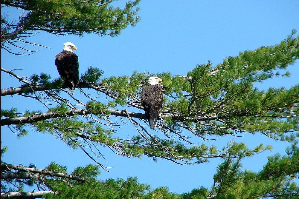 A mated pair of Bald Eagles perched in a tall white pine tree with blue sky in the background.