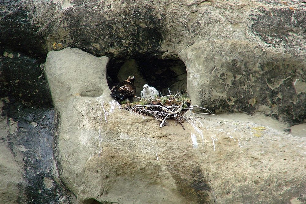 An adult Golden Eagle with one white chick tucked into a cliff nest near Cody, Wyoming. 