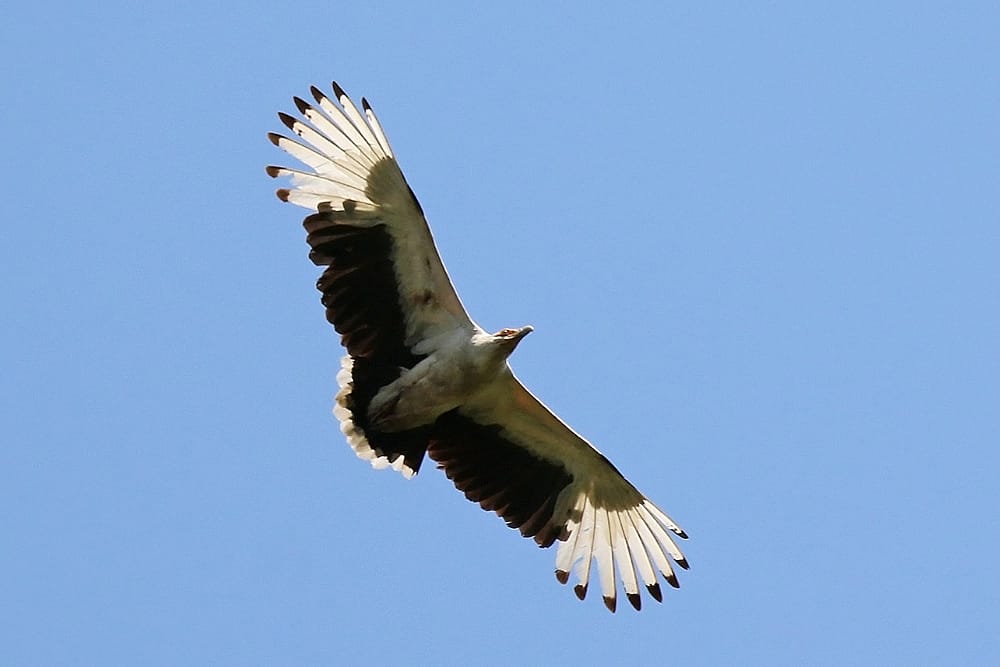 Palm-nut Vulture in flight at the Semliki Wildlife Reserve, Uganda.