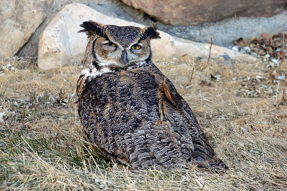 Tasdale, a Great Horned Owl, Standing on the Ground at the Buffalo Bill Center of the West