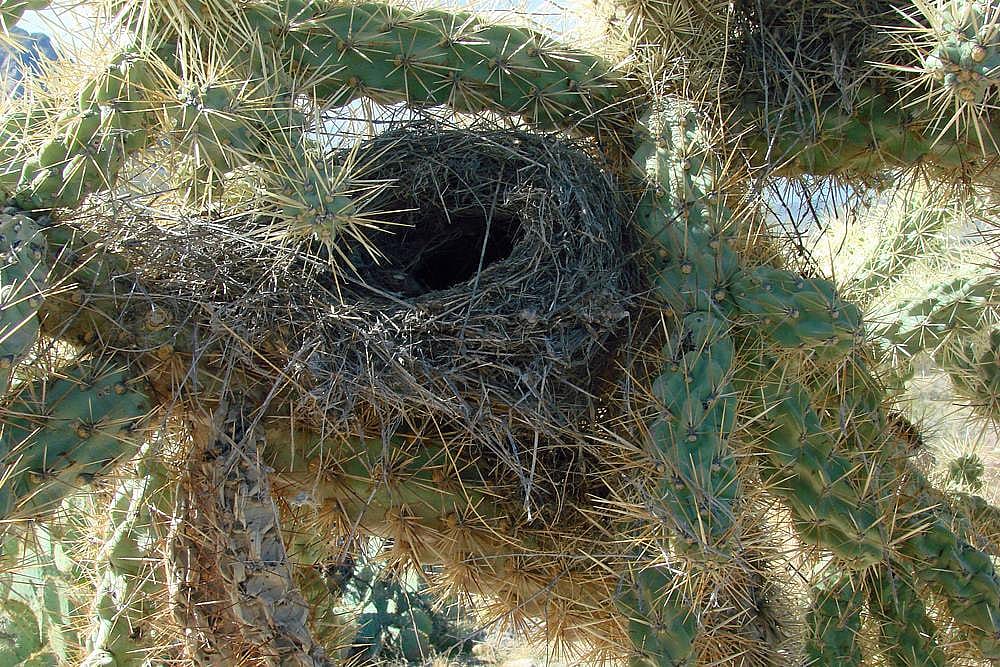 The nest is placed into a cactus and has a tunnel opening that leads to the inside of the nest. This demonstrates both a type of nest as well as a placement.