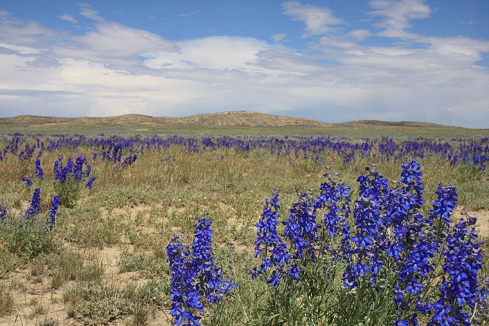 Bighorn Basin larkspur