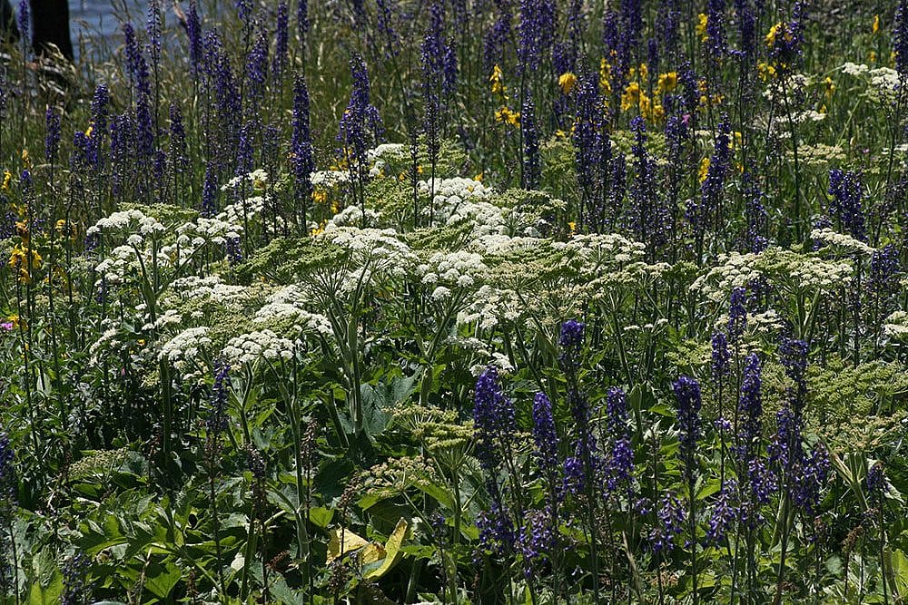 Wildflowers in a meadow