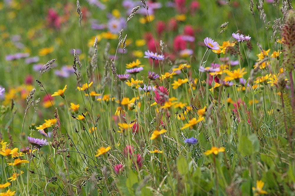 Wildflowers in meadow