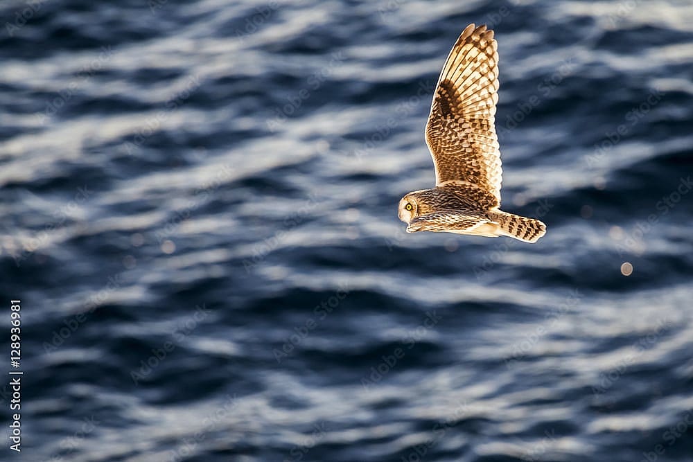 Short-eared Owl flying over the  ocean to demonstrate ability to make long distance flights over water.