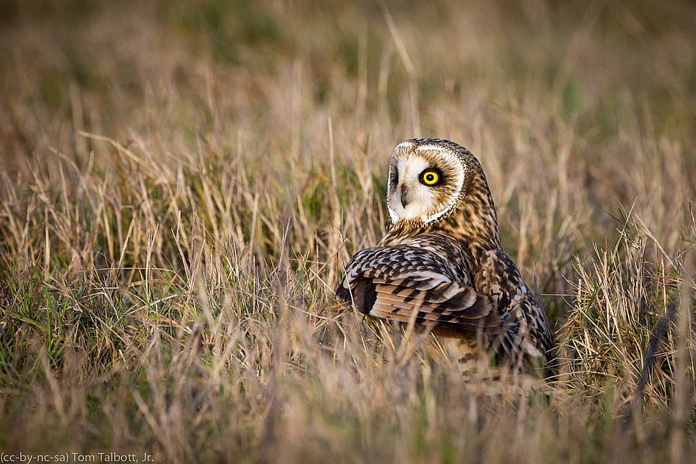 A Short-Eared Owl on the ground among wild grasses to demonstrate where their habitat is located.
 