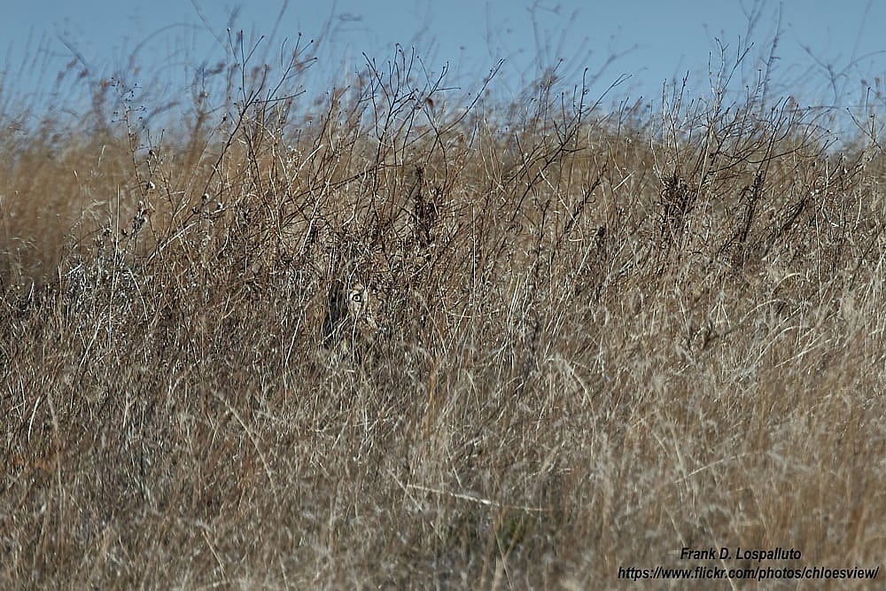 A Short-eared owl standing among dry gasses to demonstrate camouflage.
