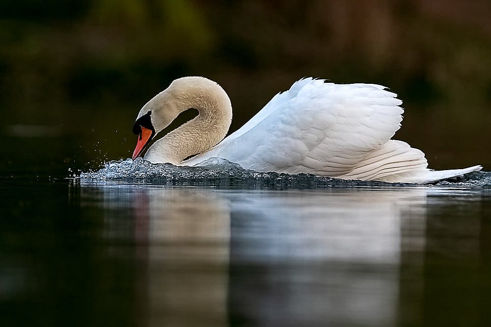 A photo of a Mute Swan to illustrate the swans in the 12 Days of Christmas.