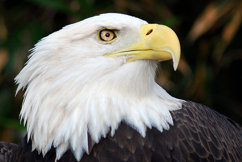 Illustrates the white head of an adult Bald Eagle.