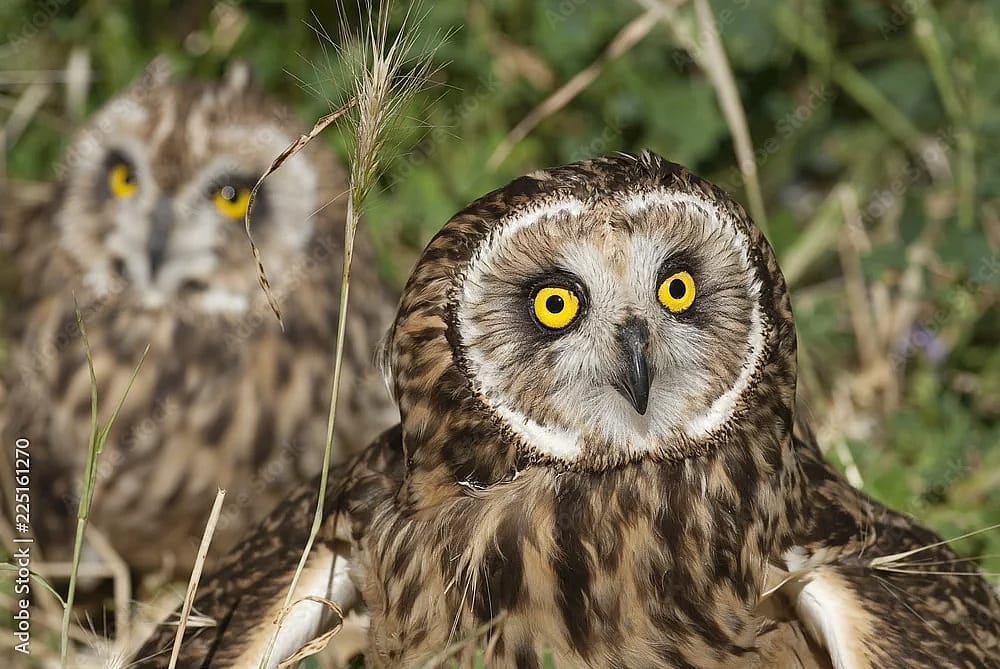 Two Short-eared Owls close to each other on the ground to demonstrate that during non-breeding seasons Short-eared owls may roost together.
