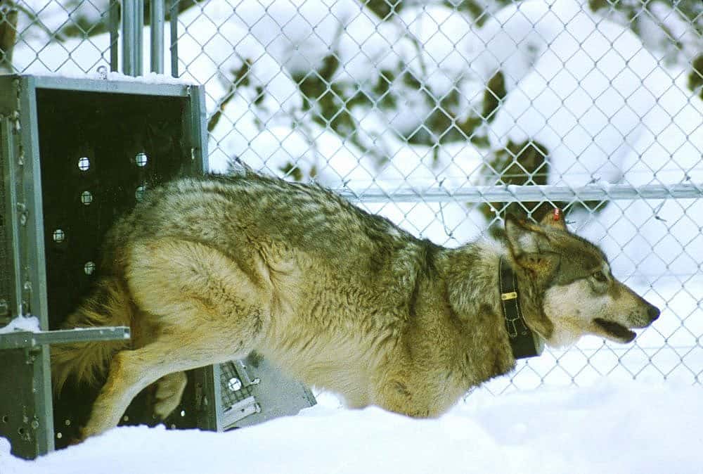 Wolves were reintroduced to Yellowstone in 1995 after being absent for nearly 70 years.