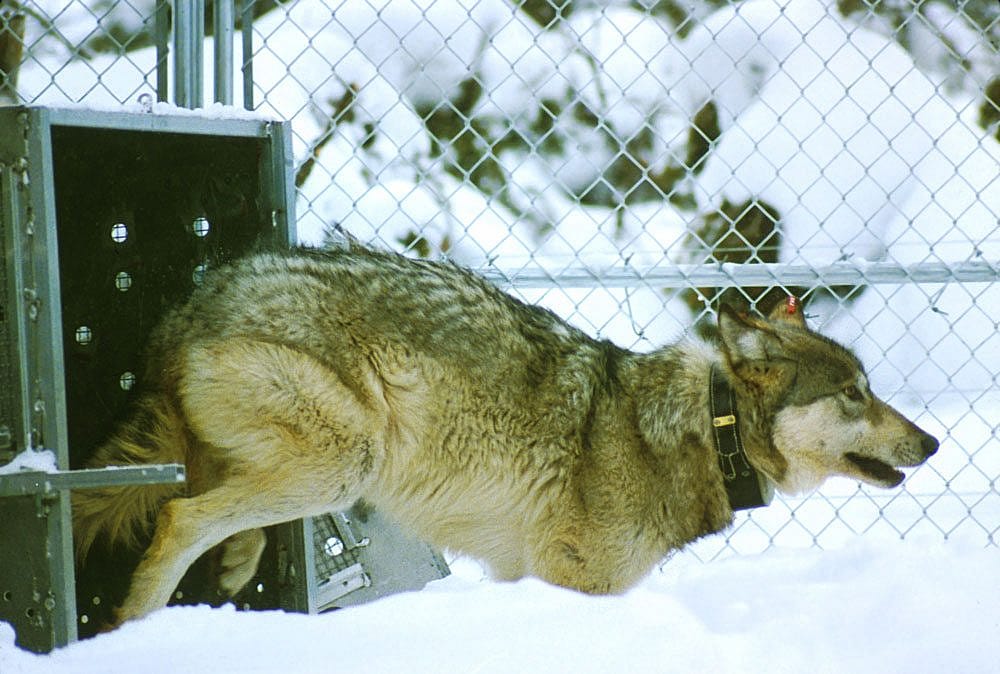 Wolves were reintroduced to Yellowstone in 1995 after being absent for nearly 70 years.